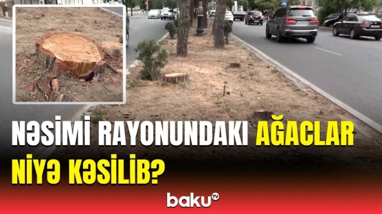 Ağacların kəsilmə səbəbi açıqlandı | Piyada səkilərini zəbt edən budaqlar