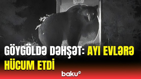 Göygöldə ayının hücumu əhaliyə qorxu dolu anlar yaşatdı