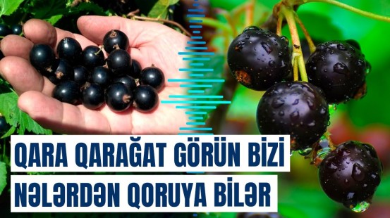 Qara qarağatın orqanizmə inanılmaz faydaları | Alimlərdən mühüm araşdırma