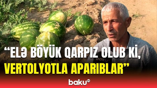 Nə gübrə verirdik, nə dərman... | Yerli qarpız sortları niyə yoxa çıxıb?