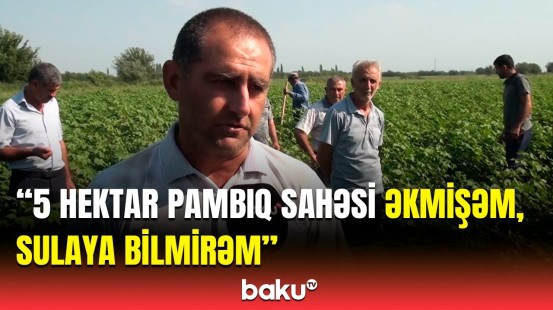 Bərdədə fermerlər pampıq sahələrini suvarmaq üçün su tapmır