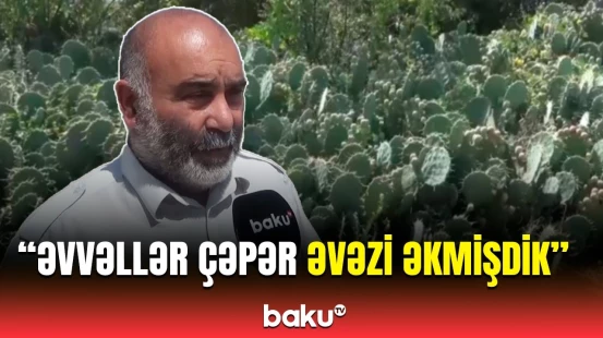 Cəlilabadın müalicəvi kaktus bitkisi ilə əhatələnən kəndi
