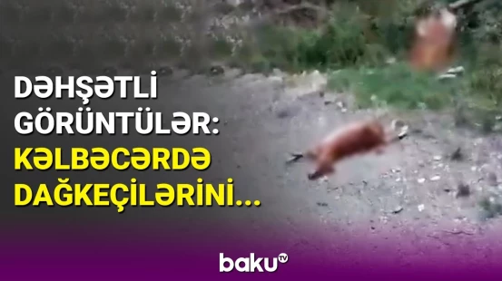 Dövlət qurumları hərəkətə keçdi | Kəlbəcərdə nə baş verir?