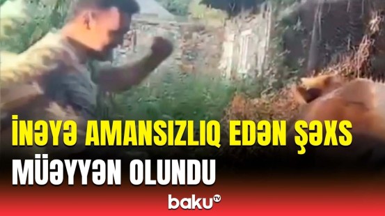 Şəkidə heyvanla rəhmsiz rəftar edən şəxslə bağlı DİN məlumat yaydı