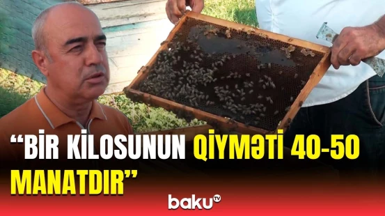 O qiymətə təmiz bal ola bilməz! - Arıxanalardakı bolluğun səbəbi nədir?