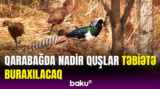 Hansı nadir quşlar yetişdirilir? - Asanlıqla tutmaq mümkün deyil və...