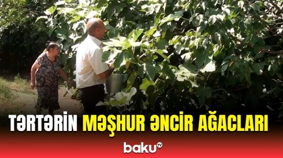Əncir ağacları ilə zəngin Tərtər rayonu | Borsunluda hər bağdan il ərzində...