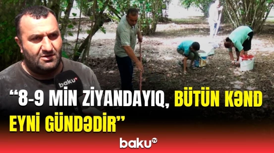 Özümüz yığırıq ki, dolana bilək | Qaxın fındıq bağlarında məhsuldarlıq aşağı düşüb