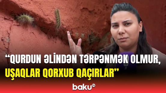 Mingəçevirdə binalar qurdlarla doldu | Sakinlər şikayət etdi