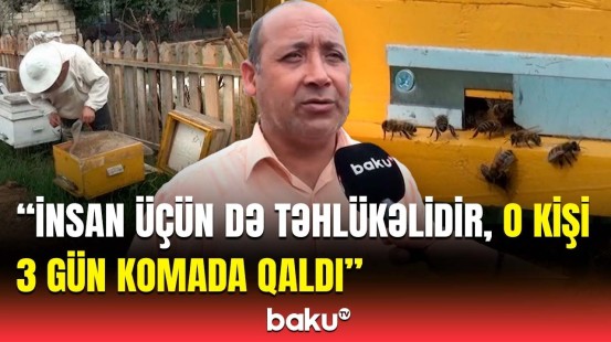 Arıçıların ən böyük düşməni | Belə şey görməmişdim, 1 dəqiqədə yüzlərləsini məhv edə bilər!