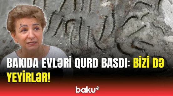 Bakıda insanları canından bezdirən qurdlar peyda oldu | Əməkdaşımız çətin anlar yaşadı
