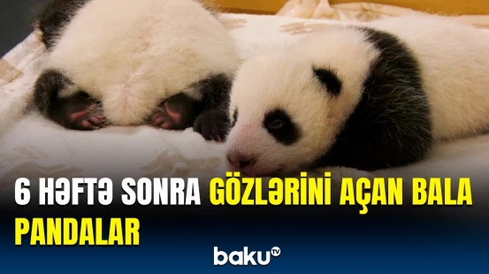 Panda ailəsində sevinc dolu anlar | Bala pandaların maraqlı görüntüsü