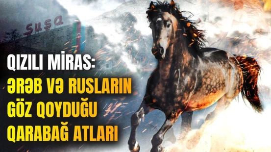 Qarabağ atları niyə dünyanın ən qiymətli at cinsidir? | ARAŞDIRMA