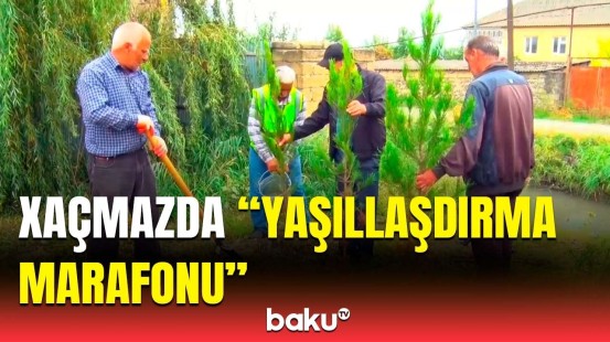 Xaçmazda nümunəvi aksiya | Hansı növ ağacların əkilməsi nəzərdə tutulur?