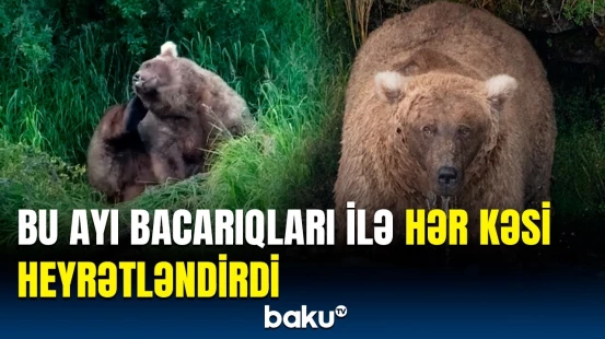 Ayılar arasında maraqlı müsabiqə | Qalibi görün necə seçirlər