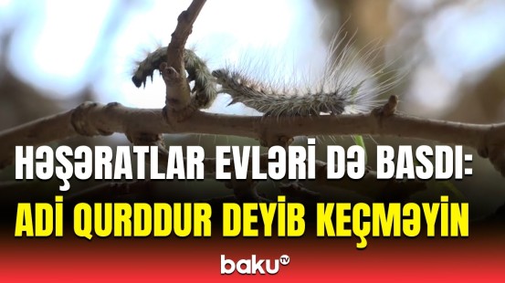 Azərbaycanda bu zərərvericinin sayı niyə artdı? | Qurumdan təhlükə barədə xəbərdarlıq