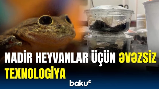 Nəsli kəsilməkdə olan heyvanlar yeni həyata belə uyğunlaşdırılacaq