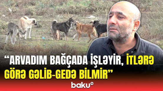 Qazları əlindən ala bilmirəm… | Ağstafanın Yenigün kənd sakinlərinin ən böyük problemi