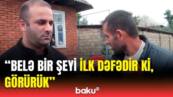 Qorxduq ki, bizə problem olar... | Bu quş Astara sakinlərini qorxuya saldı