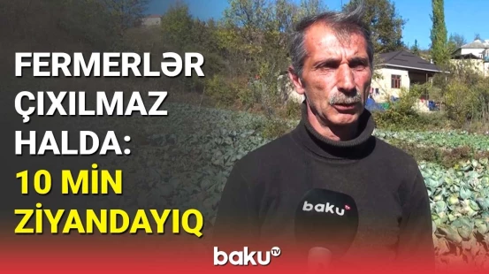 Bir hektardan heç 15 ton götürə bilmədik | Kələm əkən fermerlər çətin vəziyyətdə qalıb