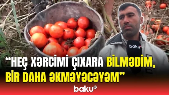 Tonlarla pomidor niyə məhv oldu? - Fermerlərin başına oyun açan problem