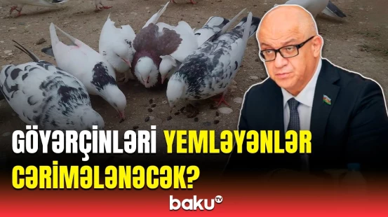 Deputatın təklifi qalmaqal yaratdı | Heyvanlar acından ölsün küçədə?