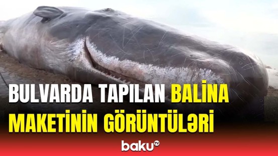 Xəzərin Bakı sahillərində balina maketi göründü | Baku TV hadisə yerində