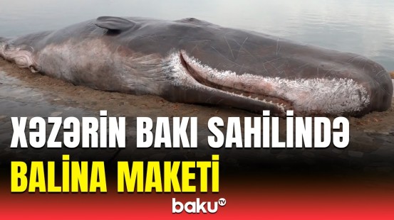 Bakıda hamının maraqla qarşıladığı balina maketi barədə detallar açıqlandı