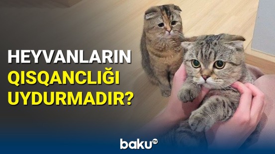 Ev heyvanlarının bu hərəkəti ondan xəbər verir ki... | Heyvan da insan kimi qısqanır?