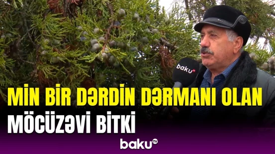 Laçın təbiətində yetişən bu bitkinin inanılmaz faydaları | Yayda o ağacın dibində yatıram…