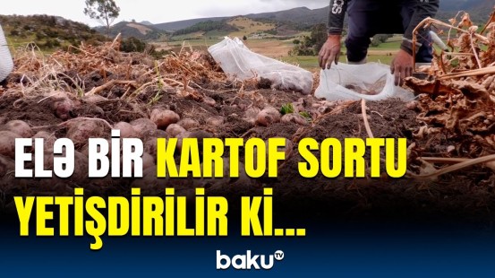 Elm adamlarından kartofla bağlı maraqlı kəşf | Yeni sort necə olacaq?