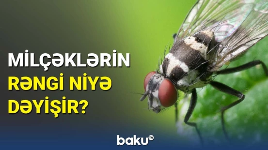 Sarı kəpənəklər qaraldı | Tədqiqatçılardan həşəratlarla bağlı maraqlı məlumat