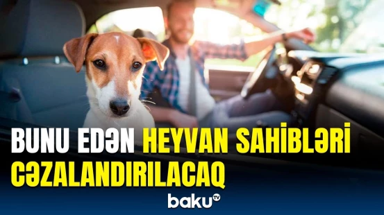 Bu ölkədə qaydalar sərtləşdirildi | Heyvan sahibi sürücülər hansı halda həbs ediləcək?