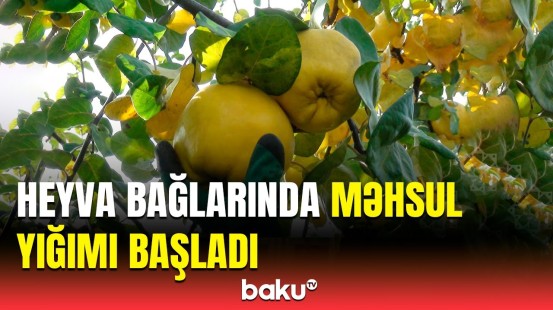 Saatlının heyva bağlarında bol məhsul müşahidə olunur