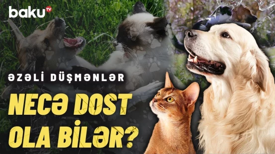 Pişik və iti belə mehribanlaşdıra bilərsiniz | Sahibləri üçün faydası isə...