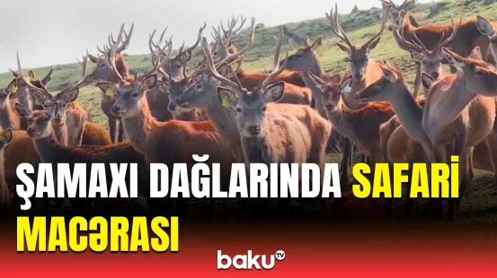 Fauna aləmi ilə hamının diqqətini çəkən Şamaxıdan görüntülər