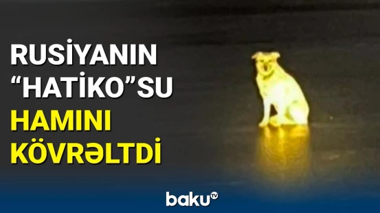 Sahibi çayda batan vəfalı it görün nə etdi