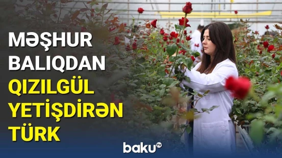 Türkiyəli mütəxəssis hamsilərdən qızılgül yetişdirdi | 2 illik zəhmətin bəhrəsi
