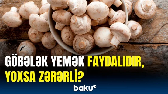 Ağ və şampinyon göbələkləri bu xəstəliyi məhv edir | Portuqaliyalı alimlərdən yeni kəşf