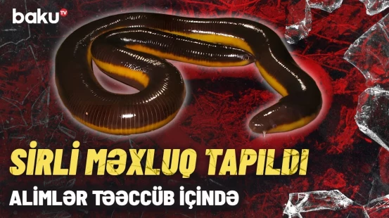 Qeyri-adi canlı haradan və necə tapıldı? - Ayaqları olmasa da...