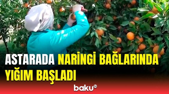 Rusiya yolu bağlandığı üçün zəiflikdir… | Fermerlər qiymətlərdən narazıdır