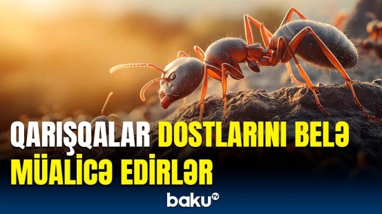 Qarışqalarla bağlı maraqlı faktlar üzə çıxdı