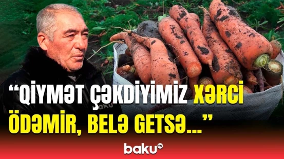 Yerkökü satışındakı durğunluğun səbəbi | Yerli bazara tələbat niyə azaldı?