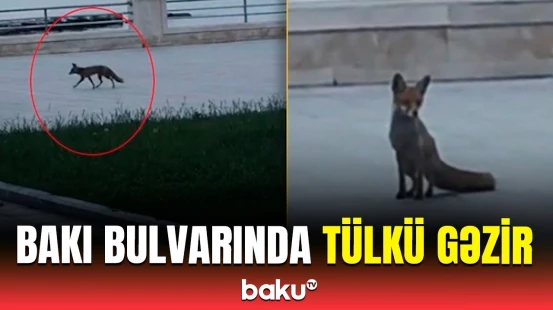 Bakı sakinləri qorxu içində | Tükürpərdici görüntülər yayıldı