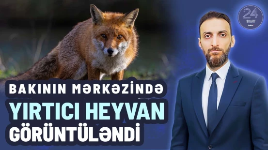 Bulvarda görüntülənən tülkü insanların həyatı üçün təhlükəlidirmi?
