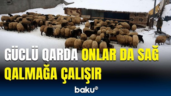 Sakinlərin həyatıni iflic edən qar | Bitlisdən görüntülər