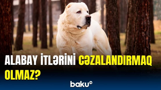 Alabay itlərinin yetişdirilməsinin əsas səbəbi | Təlimi çətinləşdirən məqamlar hansılardır?