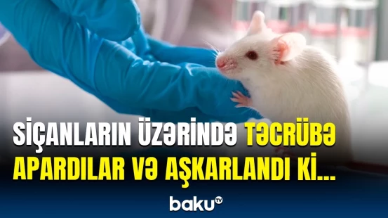 Beyin zədələnməsinə nələr səbəb ola bilər? | Tədqiqatçılar elə şey açıqladı ki...