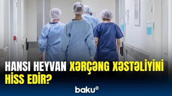 Bu heyvan xərçəng xəstəliyini görün necə hiss edə bilir | Prosesin detalları üzə çıxdı