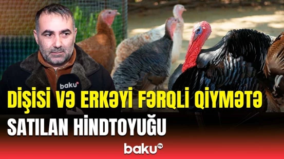 Ölkədə hindtoyuğu qıtlığı niyə yaranıb?